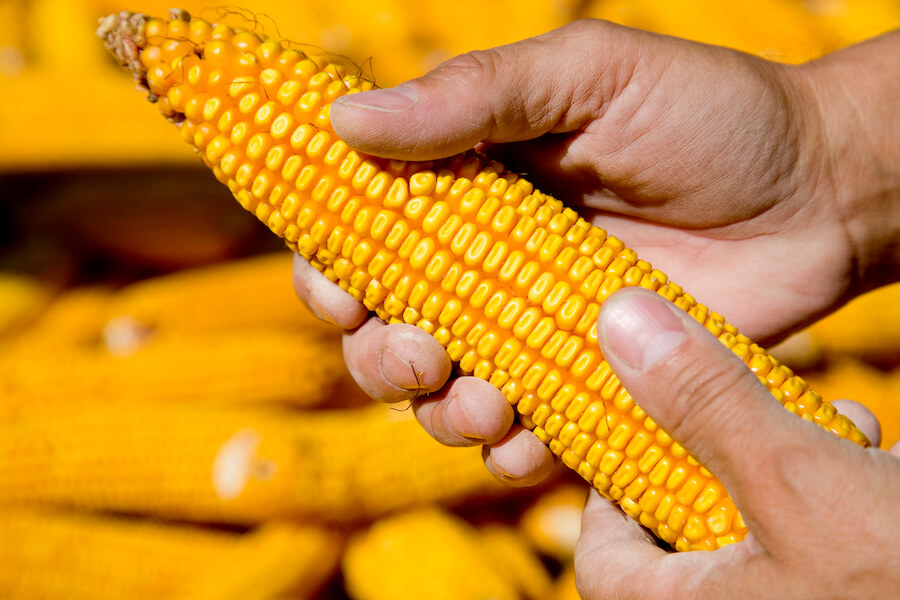 Kukurydza trzymana w dłoniach
