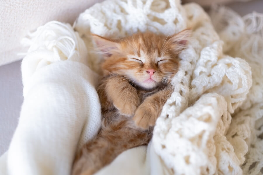 Uroczy kotek śpiący w śpiulkolocie