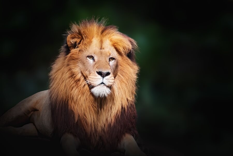 Lew na ciemnym tle